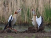04 Nilgans 06.05.2019 m.K