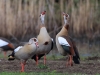 05 Nilgans 06.05.2019 m.K