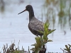 01 Dunkler Wasserläufer 09.05.2019 m.K