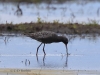 02 Dunkler Wasserläufer 09.05.2019 m.K