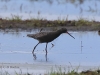 03 Dunkler Wasserläufer 09.05.2019 m.K