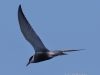 01 Weißbart-Seeschwalbe 13.05.2019 m.K