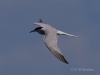 04 Flußseeschwalbe 13.05.2019 m.K