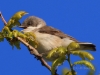 07 Klappergrasmuecke  13.05.2019 m.K