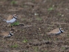 09 Flußregenpfeifer  13.05.2019 m.K