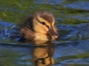 10 Enten Pullus  13.05.2019 m.K