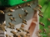 12 Honigbienen  13.05.2019 m.K