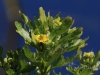13 Gifthahnenfuß  13.05.2019 m.K