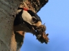 01 Buntspecht 24.05.2019