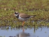 03 Tundra Sandregenpfeifer  24.05.2019