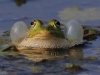 04 Teichfrosch  24.05.2019