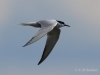 02 Flußseeschwalbe 27.05.2019 m.K