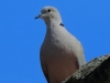 05 Tuerkentaube  27.05.2019 m.K