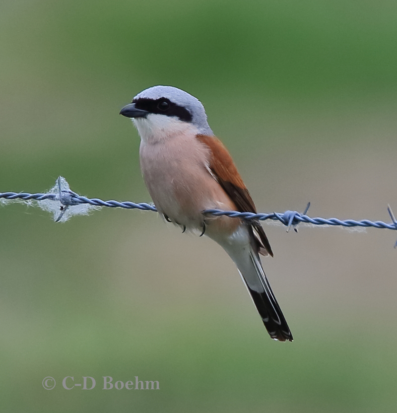 01 Neuntoeter M 31.05.2019 m.K