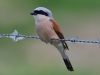 01 Neuntoeter M 31.05.2019 m.K