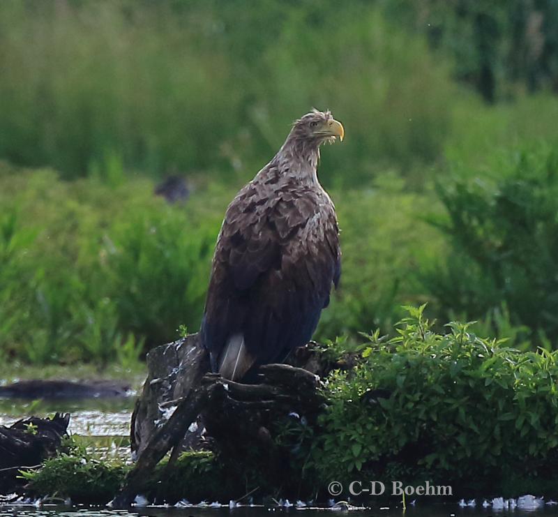 01 Seeadler ad 14.06.2019 m.K