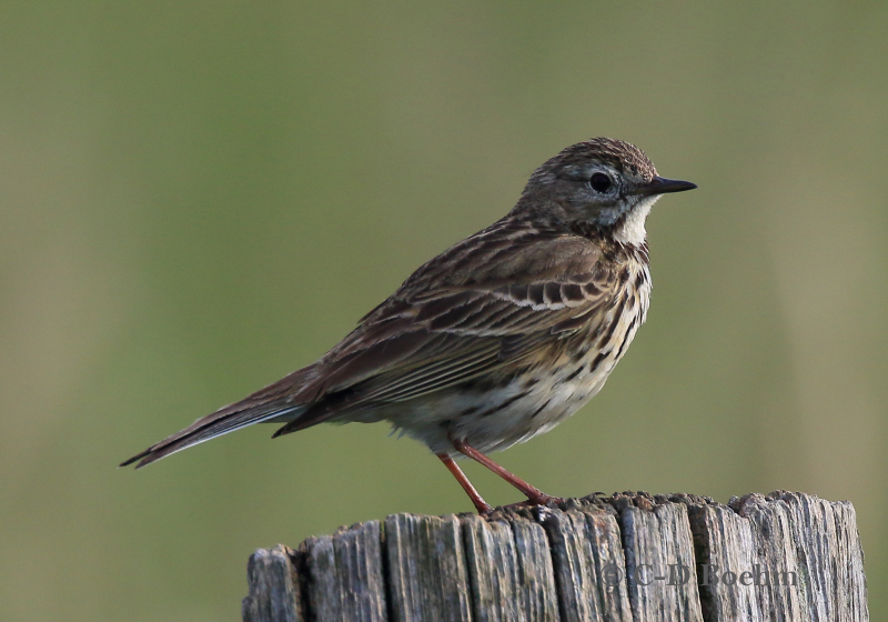 03 Pieper  14.06.2019 m.K