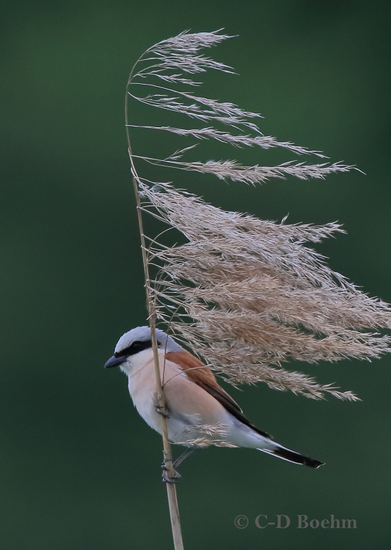 06 Neuntoeter M 14.06.2019 m.K