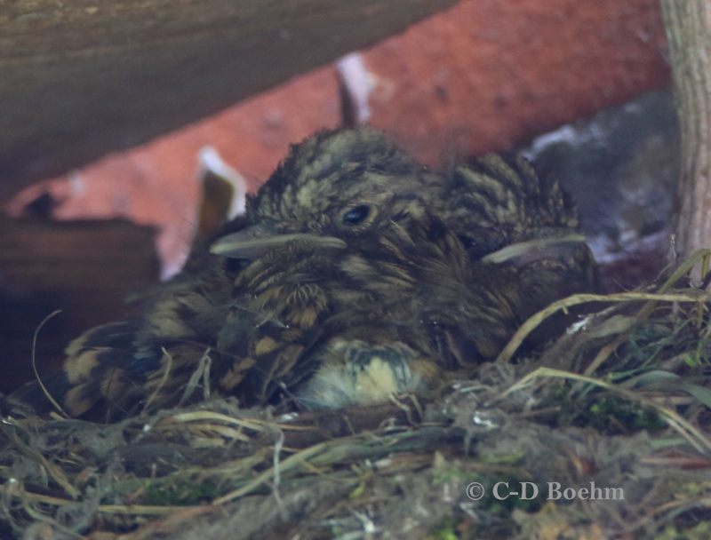 10 Grauschnäpper JV  14.06.2019 m.K
