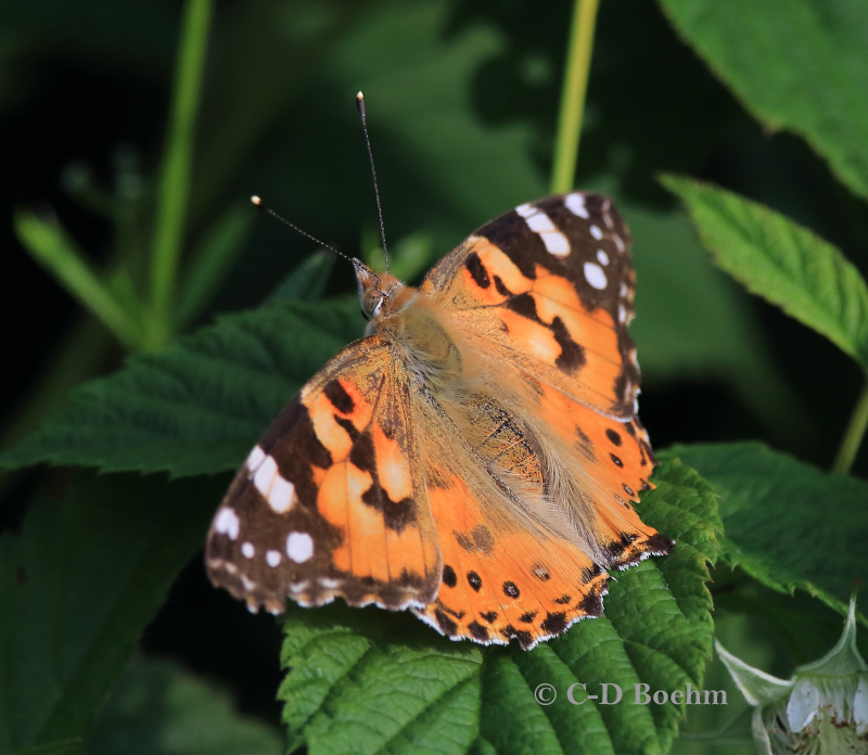 13 Distelfalter  14.06.2019 m.K