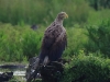 01 Seeadler ad 14.06.2019 m.K