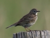 03 Pieper  14.06.2019 m.K