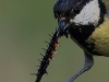 07 Kohlmeise 14.06.2019 m.K