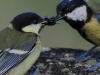 08 Kohlmeise 14.06.2019 m.K