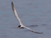 12 Flußseeschwalbe  14.06.2019 m.K