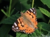 13 Distelfalter  14.06.2019 m.K
