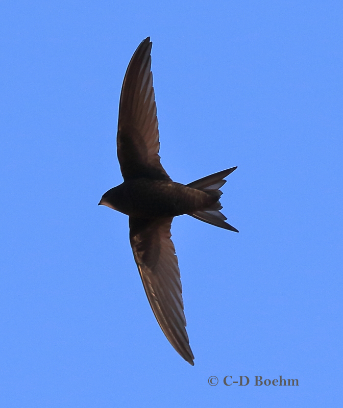 20  Mauersegler  17.06.2019 m.K