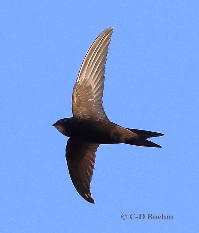 21  Mauersegler  17.06.2019 m.K