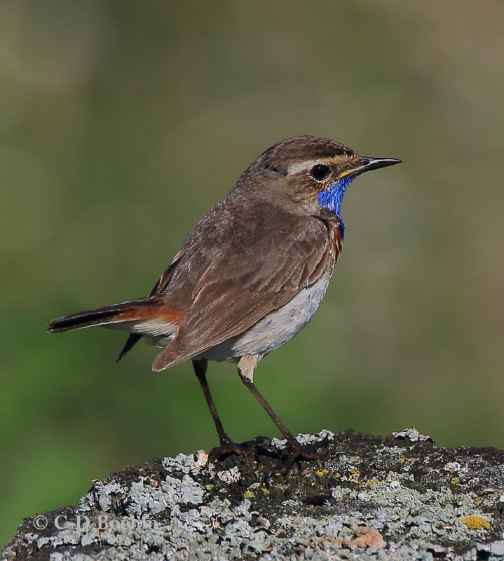 22 Blaukehlchen M  17.06.2019 m.K