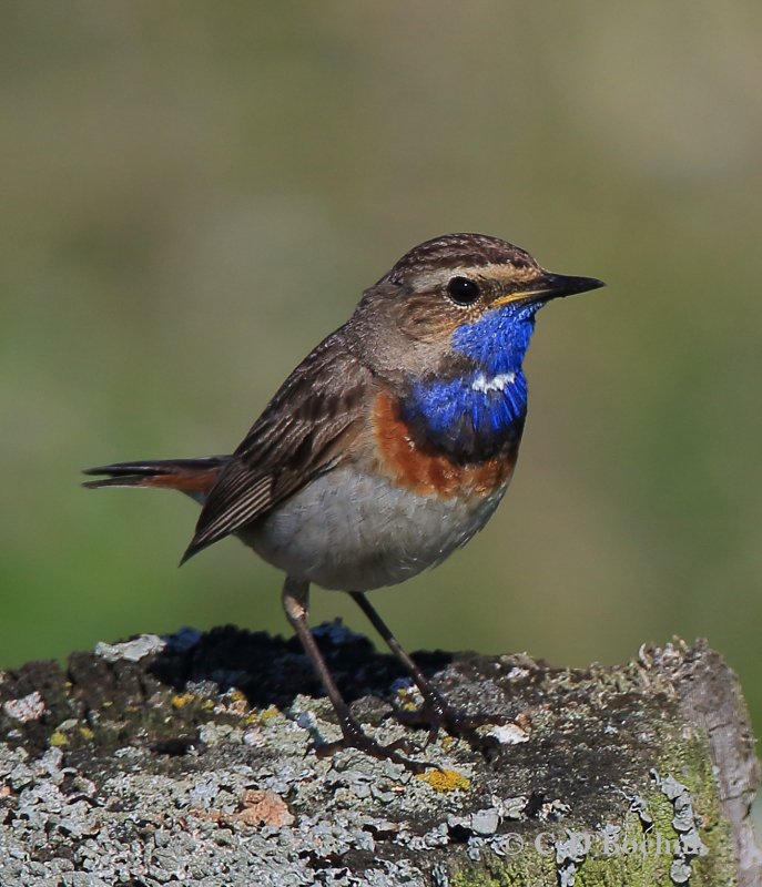 23 Blaukehlchen M  17.06.2019 m..K