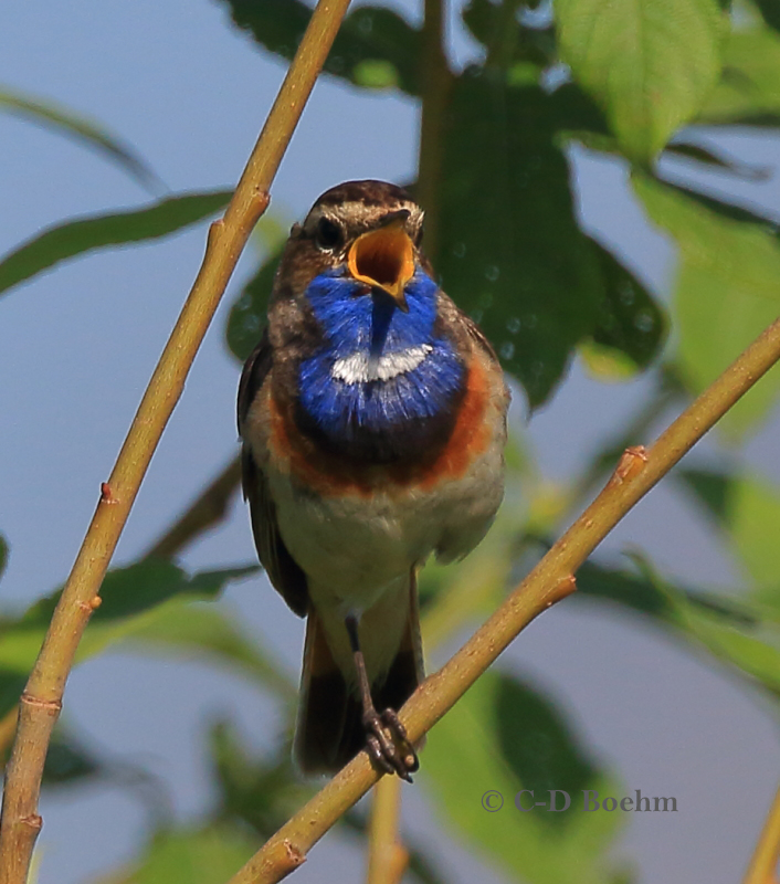 24 Blaukehlchen M  17.06.2019 m.K