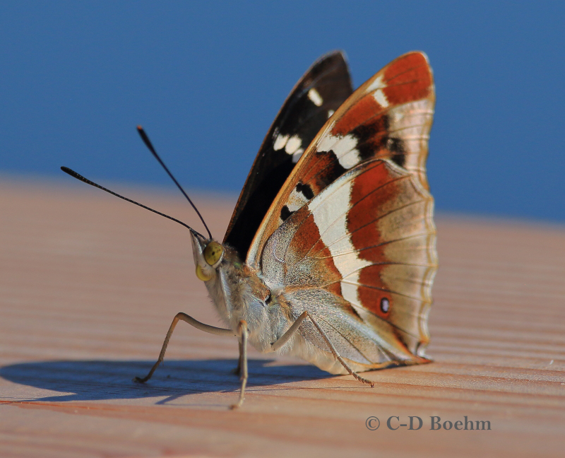 27  Schillerfalter  17.06.2019 m.K