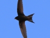 20  Mauersegler  17.06.2019 m.K