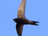 21  Mauersegler  17.06.2019 m.K