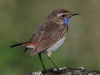 22 Blaukehlchen M  17.06.2019 m.K