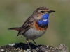 23 Blaukehlchen M  17.06.2019 m..K