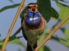 24 Blaukehlchen M  17.06.2019 m.K