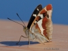 27  Schillerfalter  17.06.2019 m.K