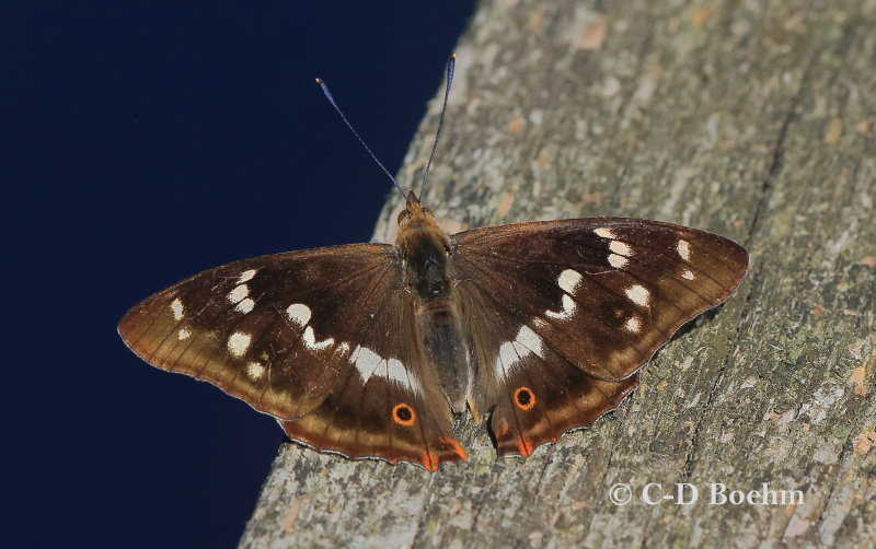 05 Großer Schillerfalter 24.06.2019 m.K