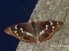 05 Großer Schillerfalter 24.06.2019 m.K