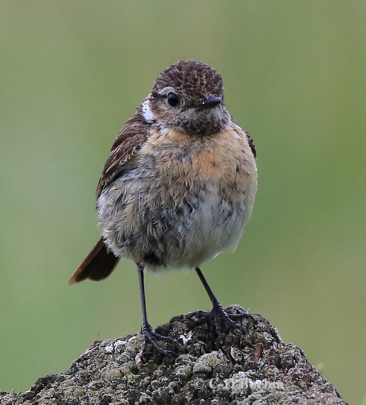 04 Schwarzkehlchen W 28.06.2019 m.K