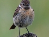 04 Schwarzkehlchen W 28.06.2019 m.K