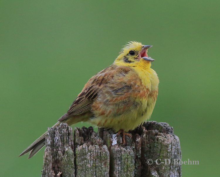 04 Goldammer 16.07.2019 m.K