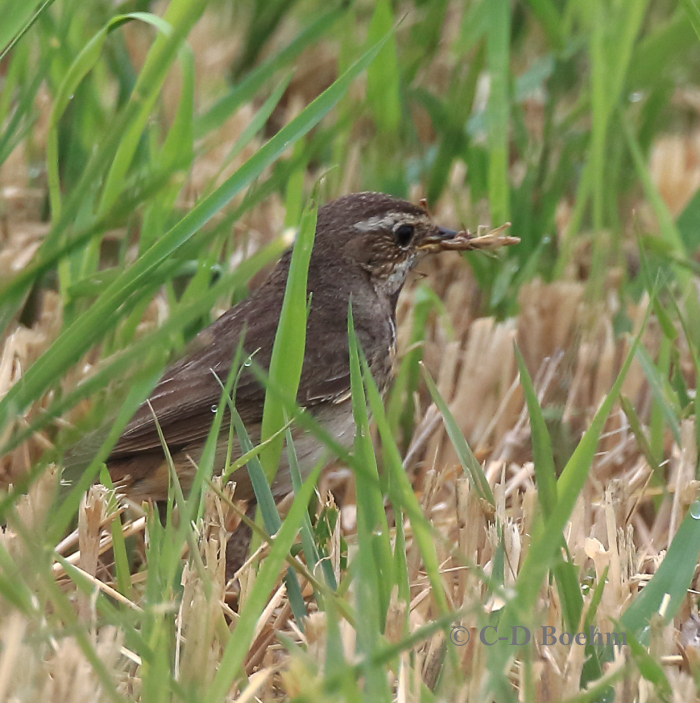 05 Blaukehlchen W 16.07.2019 m.K
