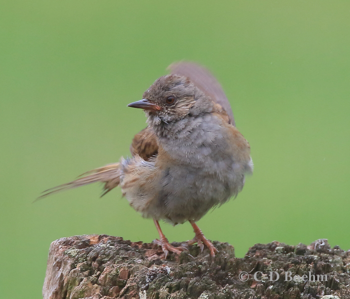 06 Jungvogel 16.07.2019 m.K