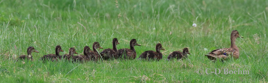 07 Stockenten 16.07.2019 m.K